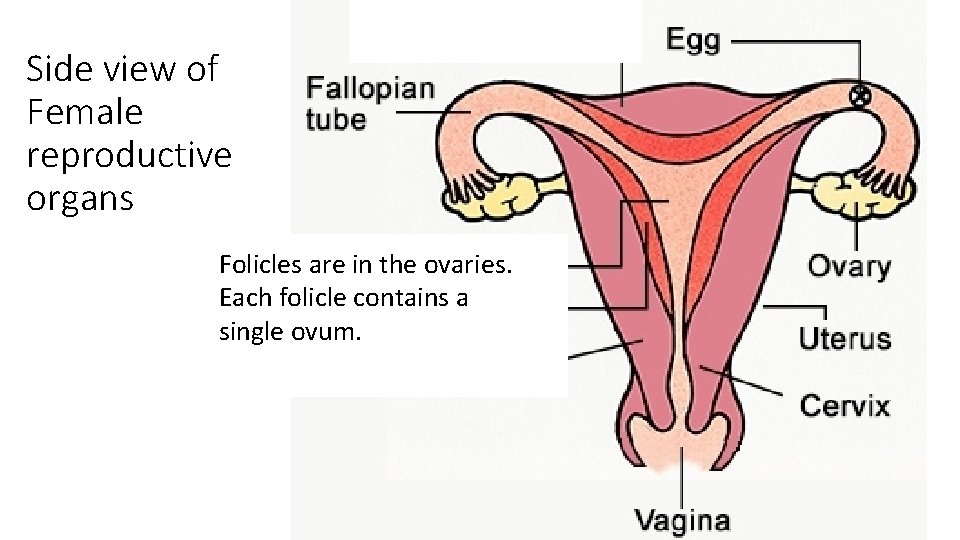 Side view of Female reproductive organs Folicles are in the ovaries. Each folicle contains