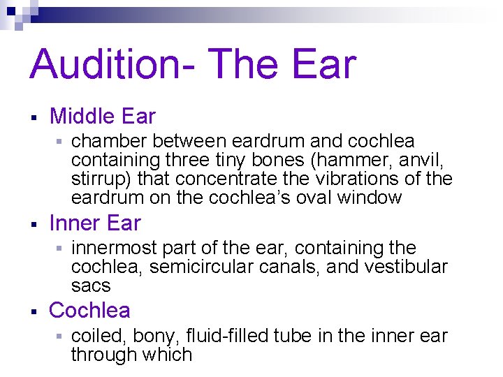 Audition- The Ear § Middle Ear § § Inner Ear § § chamber between