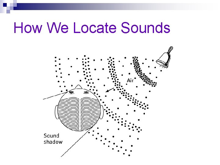 How We Locate Sounds 