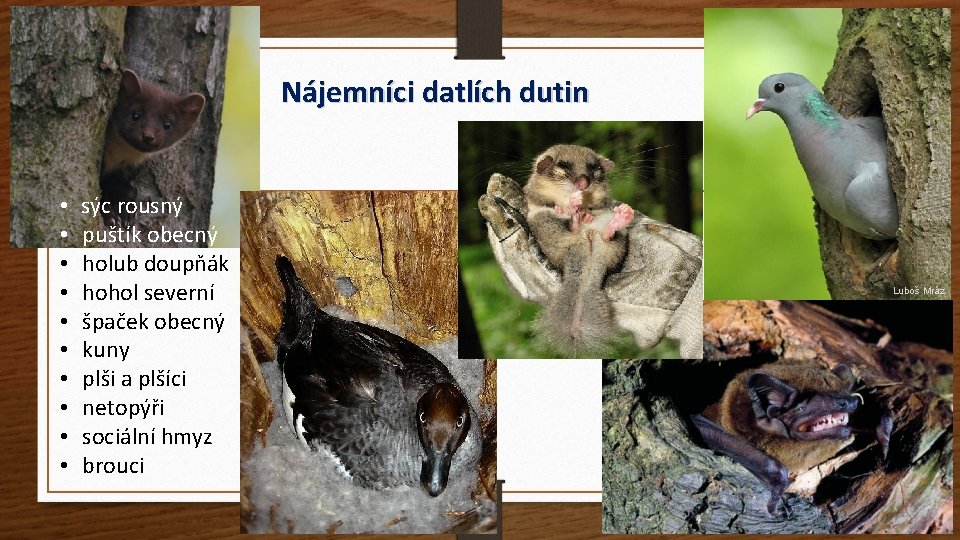 Nájemníci datlích dutin • • • sýc rousný puštík obecný holub doupňák hohol severní