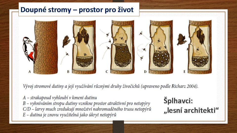 Doupné stromy – prostor pro život Šplhavci: „lesní architekti“ 