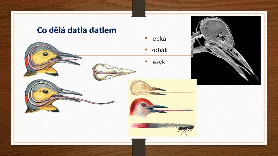 Co dělá datla datlem • lebka • zobák • jazyk 