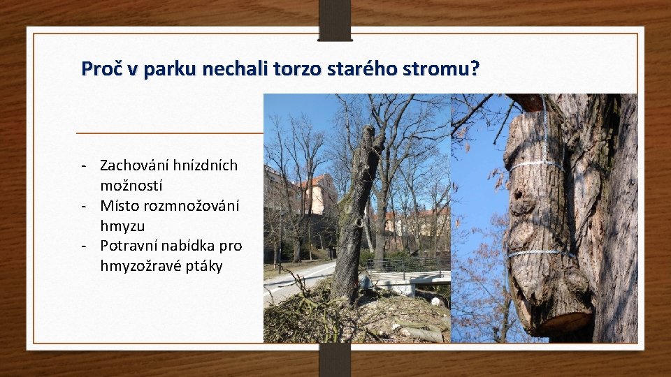 Proč v parku nechali torzo starého stromu? - Zachování hnízdních možností - Místo rozmnožování