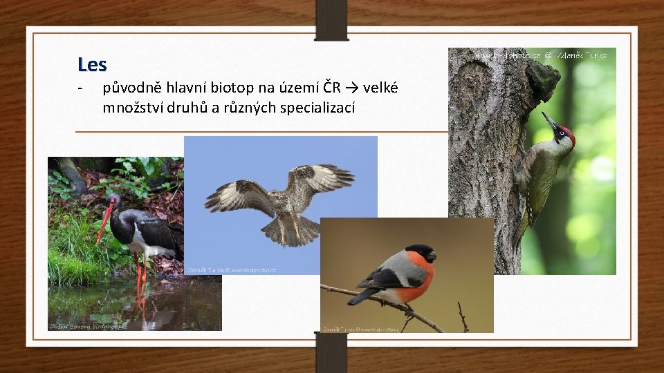 Les - původně hlavní biotop na území ČR → velké množství druhů a různých