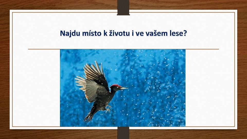 Najdu místo k životu i ve vašem lese? 