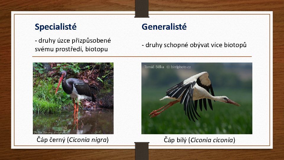 Specialisté Generalisté - druhy úzce přizpůsobené svému prostředí, biotopu - druhy schopné obývat více