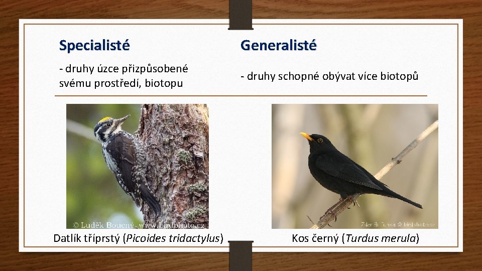 Specialisté Generalisté - druhy úzce přizpůsobené svému prostředí, biotopu - druhy schopné obývat více