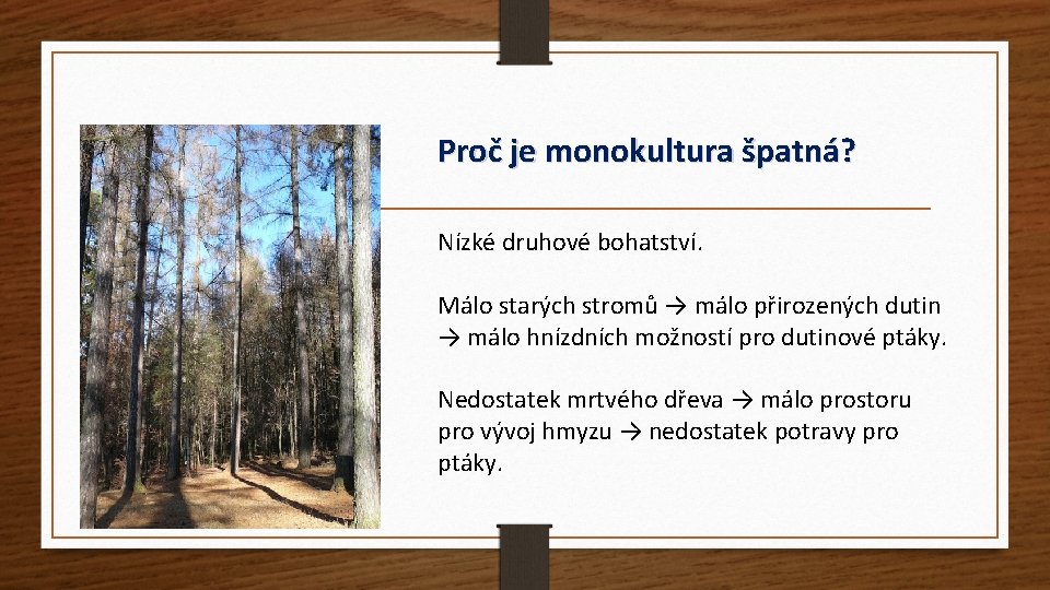 Proč je monokultura špatná? Nízké druhové bohatství. Málo starých stromů → málo přirozených dutin