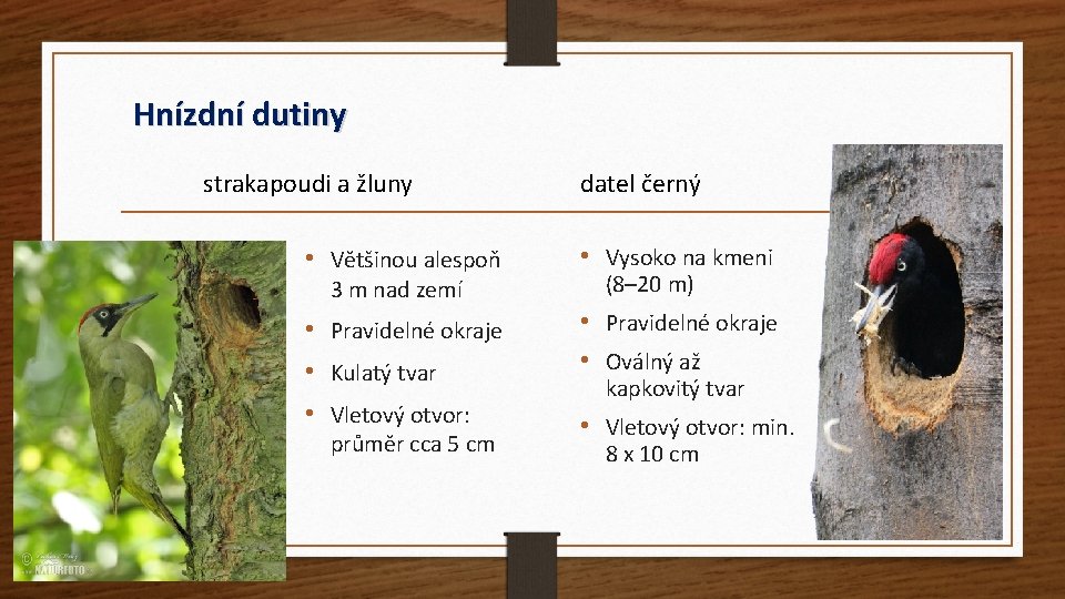 Hnízdní dutiny strakapoudi a žluny datel černý • Většinou alespoň • Vysoko na kmeni