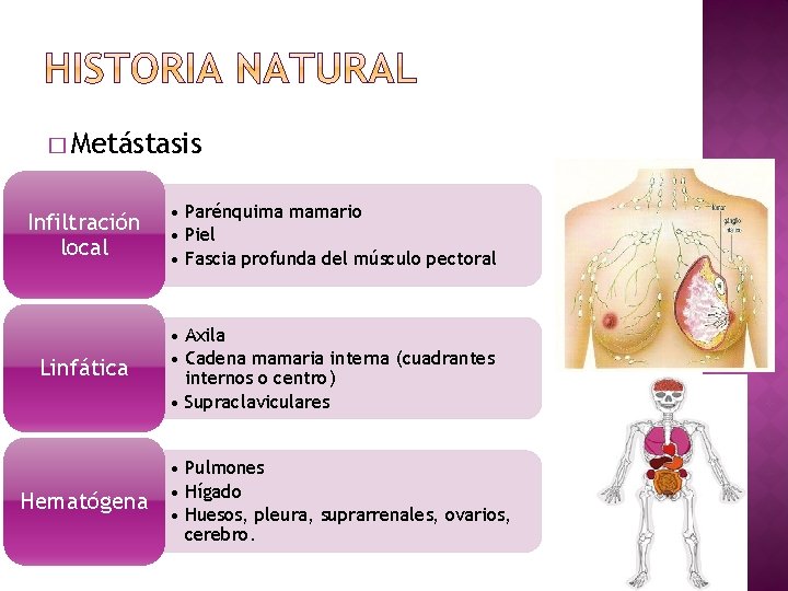 � Metástasis Infiltración local • Parénquima mamario • Piel • Fascia profunda del músculo