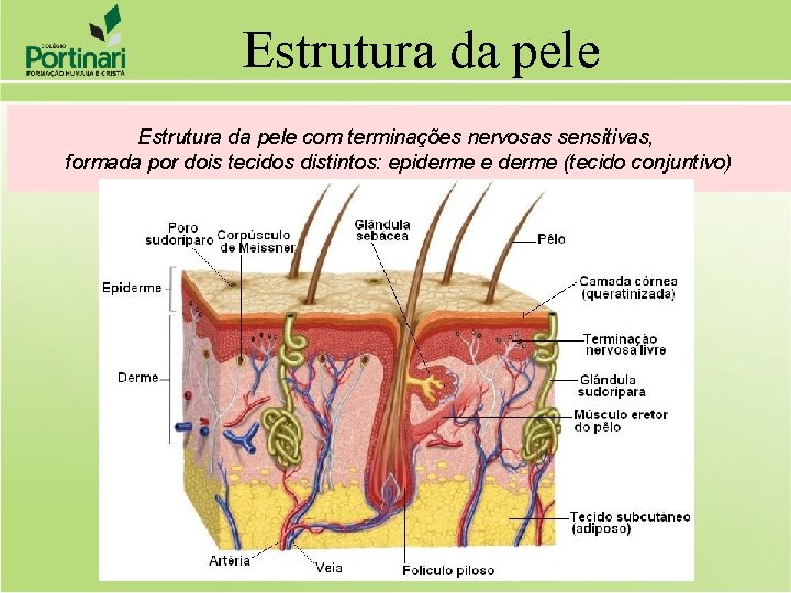 Estrutura da pele com terminações nervosas sensitivas, formada por dois tecidos distintos: epiderme e