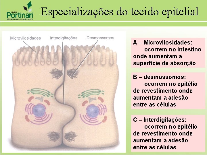 Especializações do tecido epitelial A – Microvilosidades: ocorrem no intestino onde aumentam a superfície