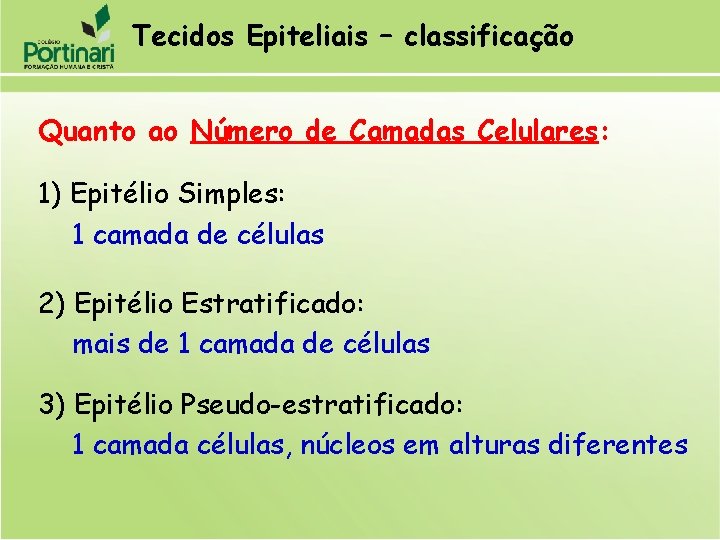 Tecidos Epiteliais – classificação Quanto ao Número de Camadas Celulares: 1) Epitélio Simples: 1