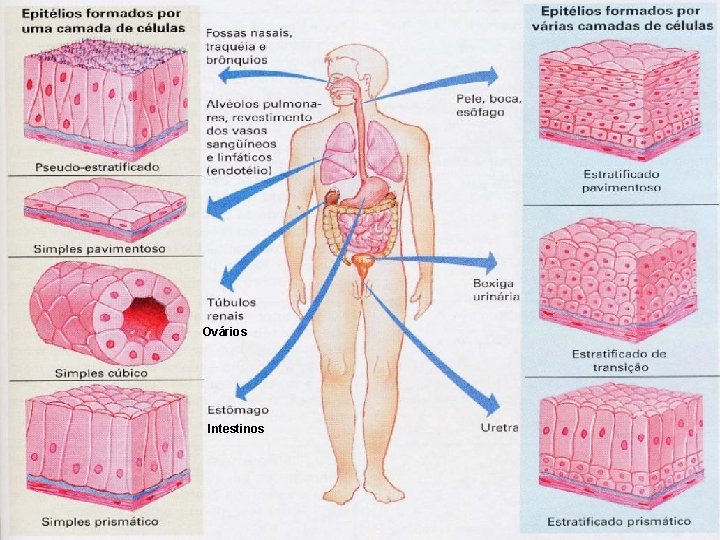 Ovários Intestinos 