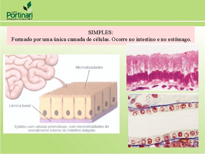 SIMPLES: Formado por uma única camada de células. Ocorre no intestino estômago. 