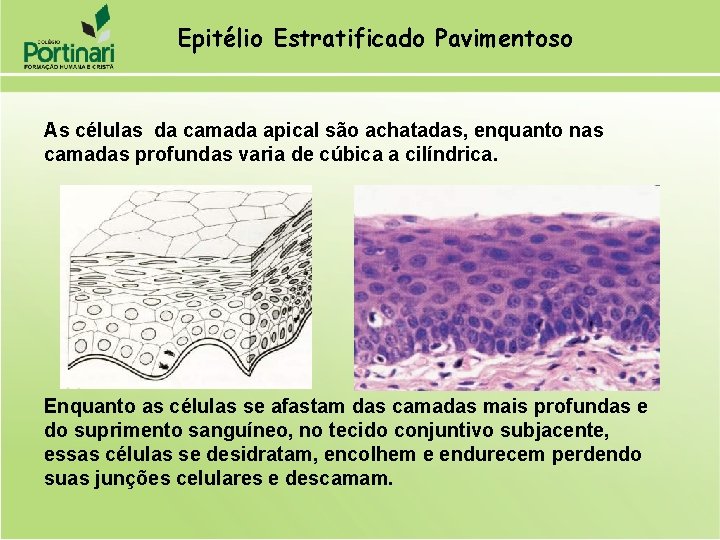 Epitélio Estratificado Pavimentoso As células da camada apical são achatadas, enquanto nas camadas profundas