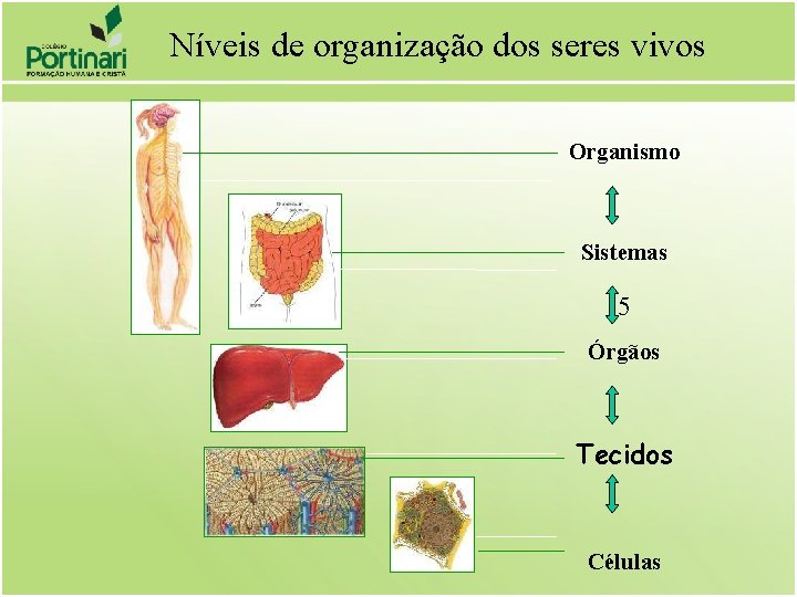 Níveis de organização dos seres vivos Organismo Sistemas 5 Órgãos Tecidos Células 