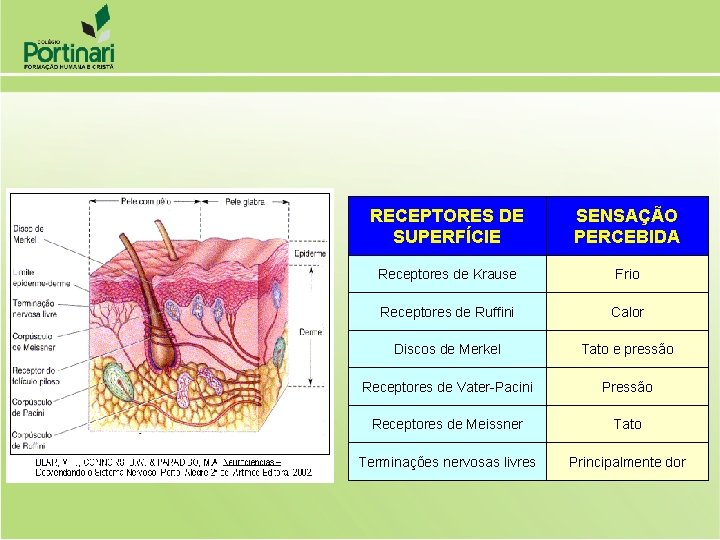 RECEPTORES DE SUPERFÍCIE SENSAÇÃO PERCEBIDA Receptores de Krause Frio Receptores de Ruffini Calor Discos