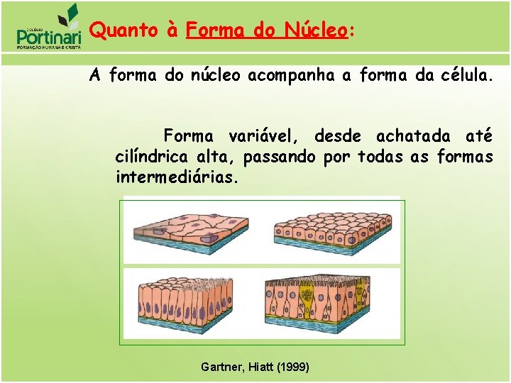 Quanto à Forma do Núcleo: A forma do núcleo acompanha a forma da célula.