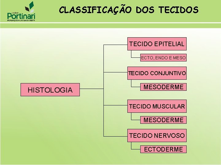 CLASSIFICAÇÃO DOS TECIDO EPITELIAL ECTO, ENDO E MESO TECIDO CONJUNTIVO HISTOLOGIA MESODERME TECIDO MUSCULAR