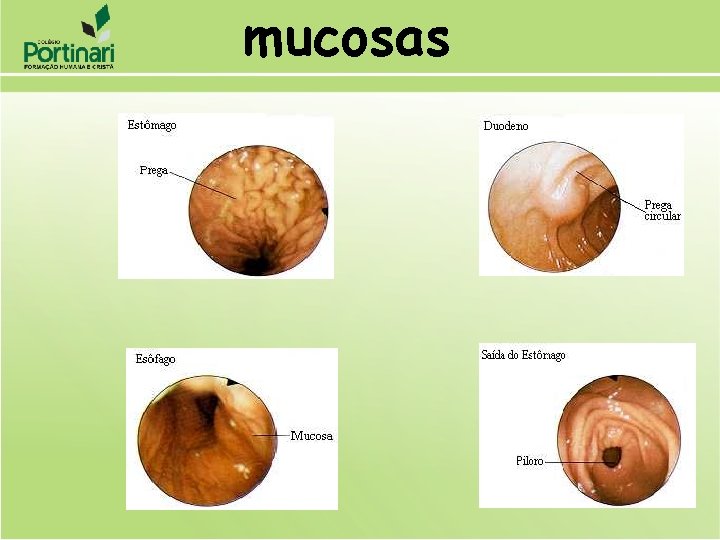 mucosas 