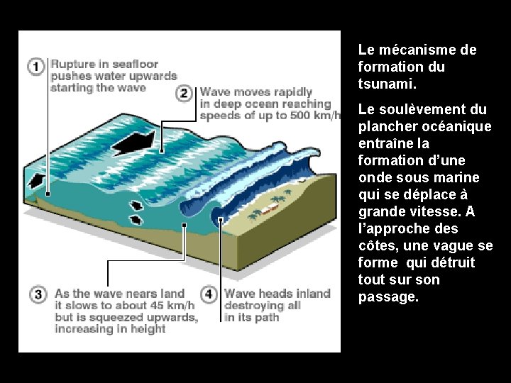 Le mécanisme de formation du tsunami. Le soulèvement du plancher océanique entraîne la formation