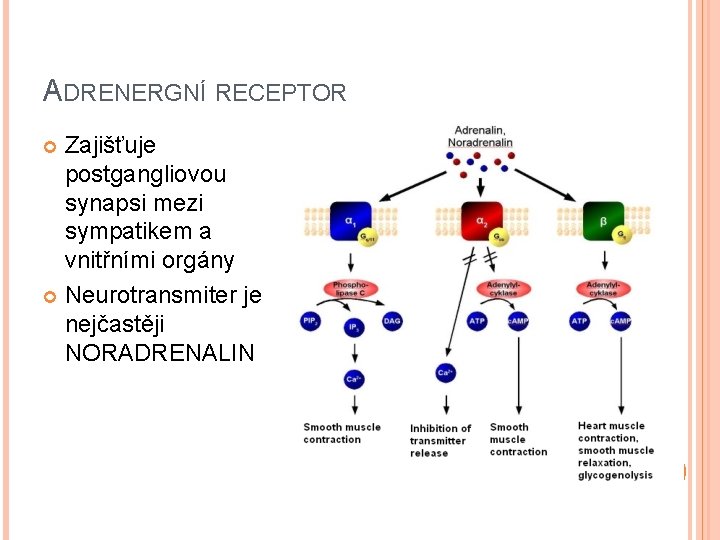 ADRENERGNÍ RECEPTOR Zajišťuje postgangliovou synapsi mezi sympatikem a vnitřními orgány Neurotransmiter je nejčastěji NORADRENALIN