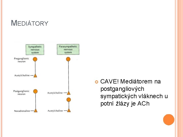 MEDIÁTORY CAVE! Mediátorem na postgangliových sympatických vláknech u potní žlázy je ACh MEDIÁTORY CAVE! Mediátorem na postgangliových sympatických vláknech u potní žlázy je ACh