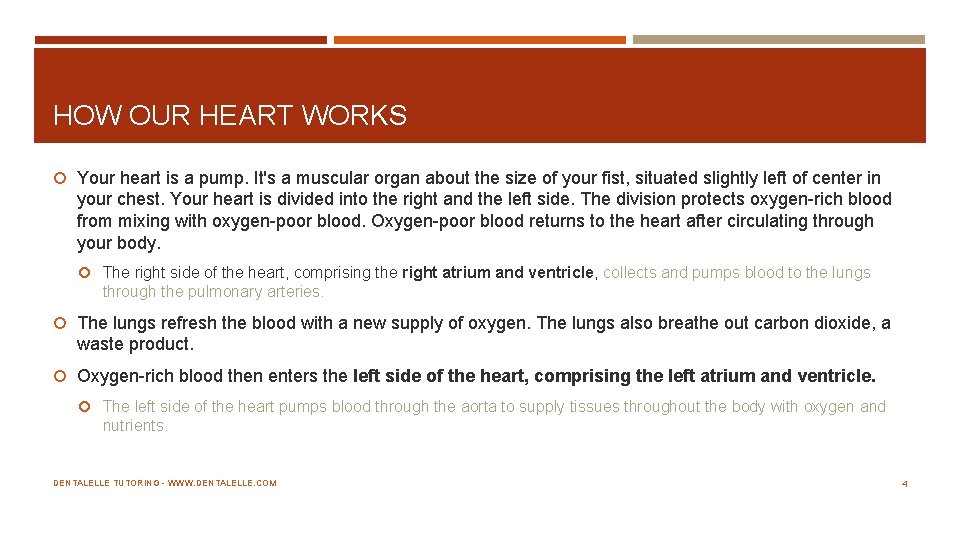 HOW OUR HEART WORKS Your heart is a pump. It's a muscular organ about