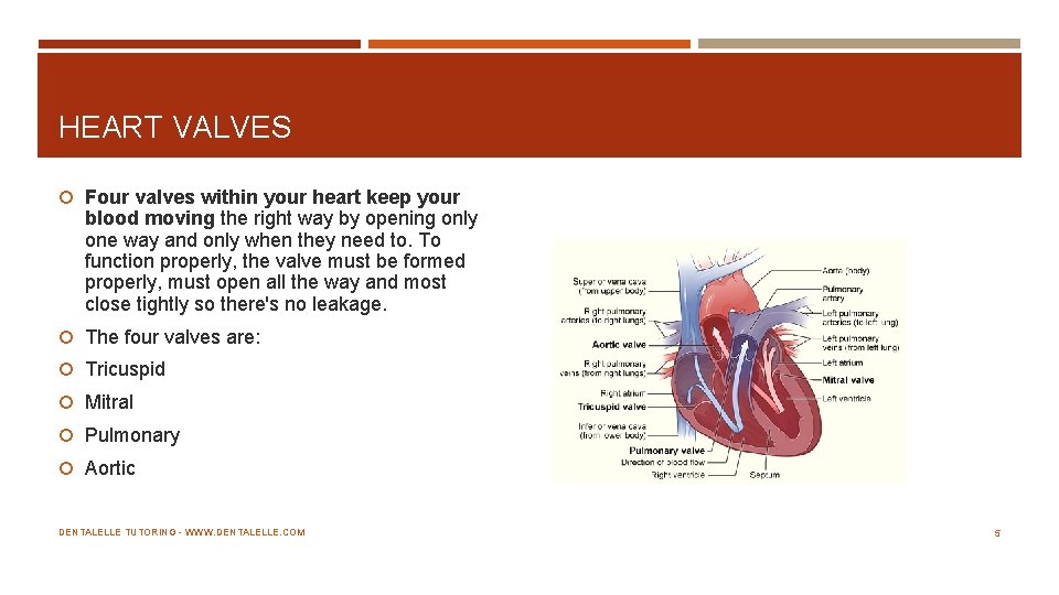 HEART VALVES Four valves within your heart keep your blood moving the right way