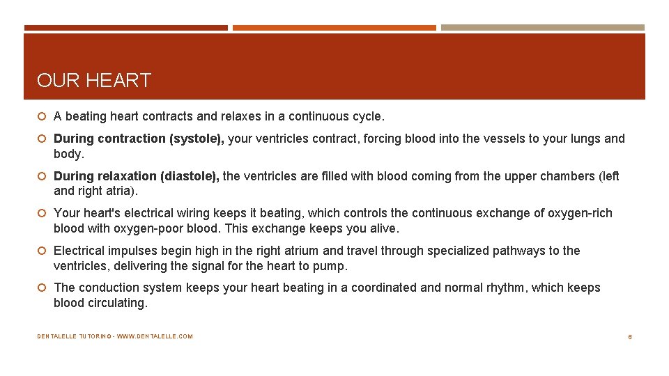 OUR HEART A beating heart contracts and relaxes in a continuous cycle. During contraction