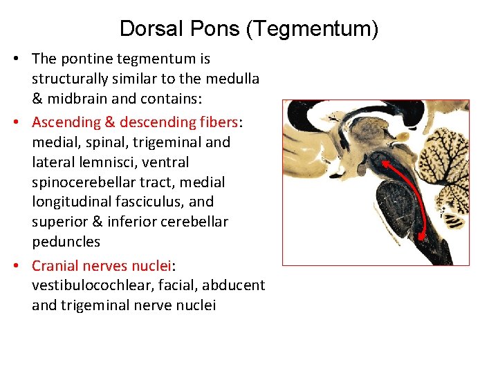 Dorsal Pons (Tegmentum) • The pontine tegmentum is structurally similar to the medulla &