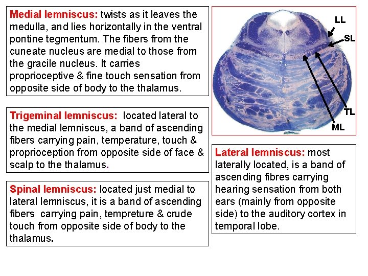 Medial lemniscus: twists as it leaves the medulla, and lies horizontally in the ventral