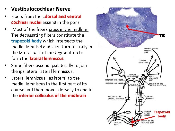  • Vestibulocochlear Nerve • Fibers from the cdorsal and ventral cochlear nuclei ascend