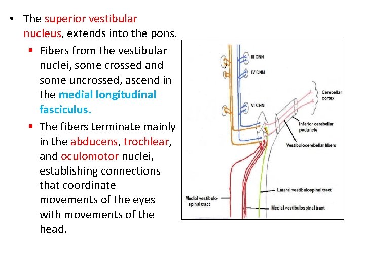  • The superior vestibular nucleus, extends into the pons. § Fibers from the