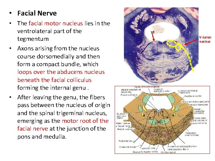  • Facial Nerve • The facial motor nucleus lies in the ventrolateral part