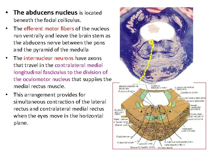  • The abducens nucleus is located beneath the facial colliculus. • The efferent