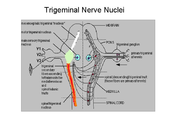Trigeminal Nerve Nuclei 