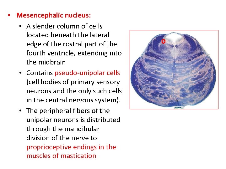  • Mesencephalic nucleus: • A slender column of cells located beneath the lateral