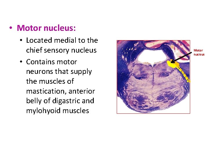  • Motor nucleus: • Located medial to the chief sensory nucleus • Contains