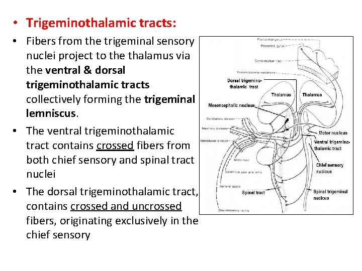  • Trigeminothalamic tracts: • Fibers from the trigeminal sensory nuclei project to the
