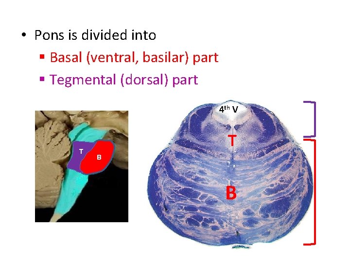  • Pons is divided into § Basal (ventral, basilar) part § Tegmental (dorsal)