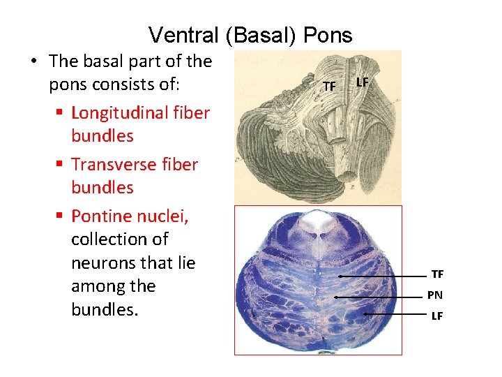 Ventral (Basal) Pons • The basal part of the pons consists of: § Longitudinal
