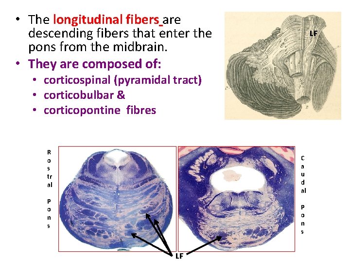  • The longitudinal fibers are descending fibers that enter the pons from the