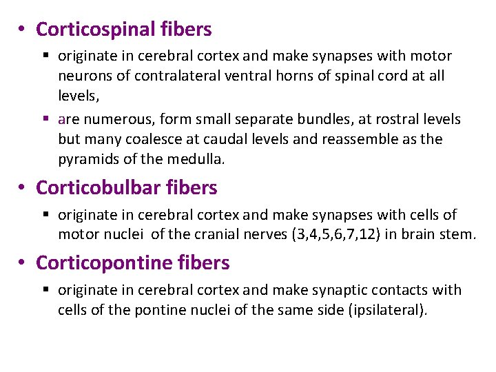  • Corticospinal fibers § originate in cerebral cortex and make synapses with motor