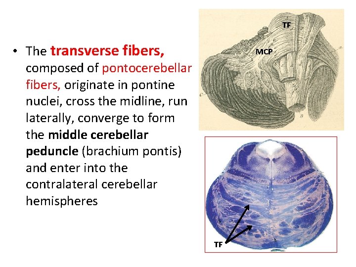 TF • The transverse fibers, composed of pontocerebellar fibers, originate in pontine nuclei, cross