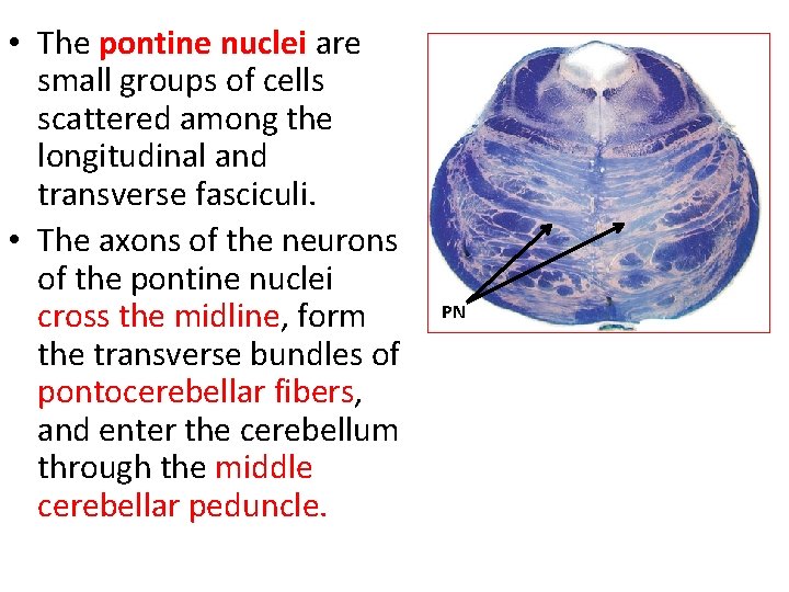  • The pontine nuclei are small groups of cells scattered among the longitudinal