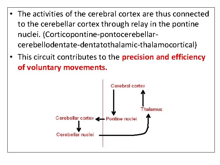  • The activities of the cerebral cortex are thus connected to the cerebellar
