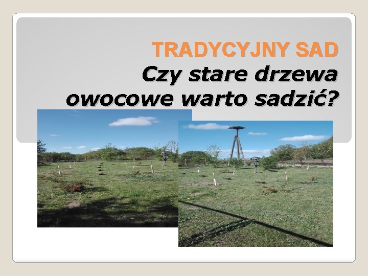 TRADYCYJNY SAD Czy stare drzewa owocowe warto sadzić? 