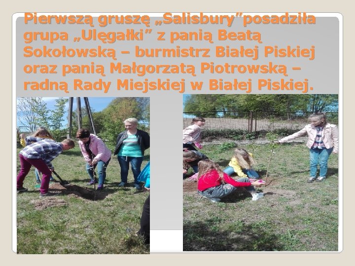 Pierwszą gruszę „Salisbury”posadziła grupa „Ulęgałki” z panią Beatą Sokołowską – burmistrz Białej Piskiej oraz